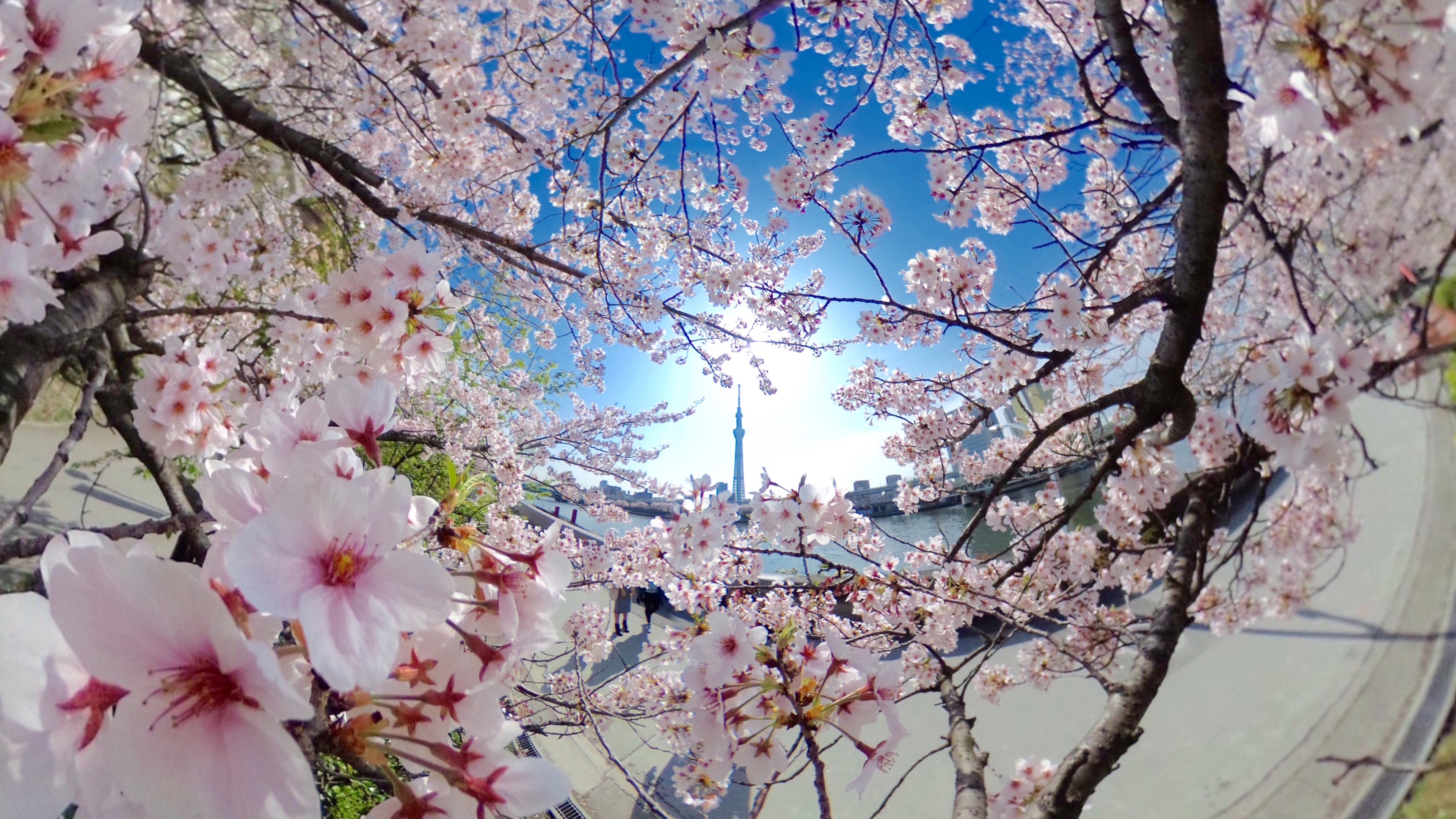 「RICHO THETAで撮る360度で残したい日本の風景コンテスト」優秀賞