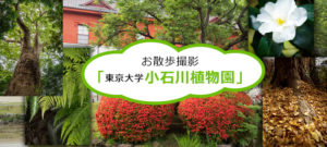 ぶらりお散歩撮影①「東京大学 小石川植物園」2020冬【カメラと機材つめこんで♪】
